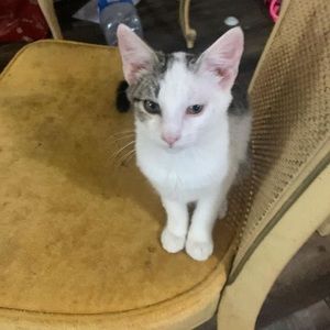 Meet your Posher, Loretta faye